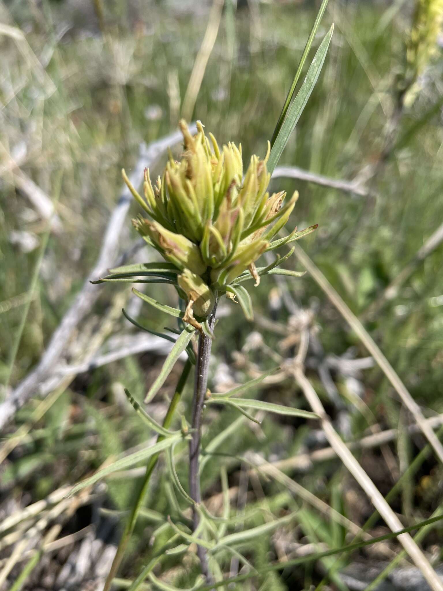 Image of deer Indian paintbrush