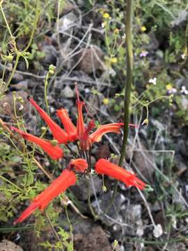 Image of Bessera tenuiflora (Greene) J. F. Macbr.