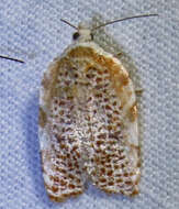 Imagem de Acleris cervinana Fernald 1882