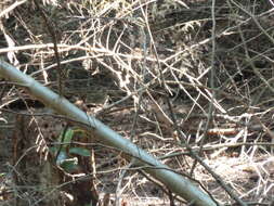 Image of Swainson's Thrush