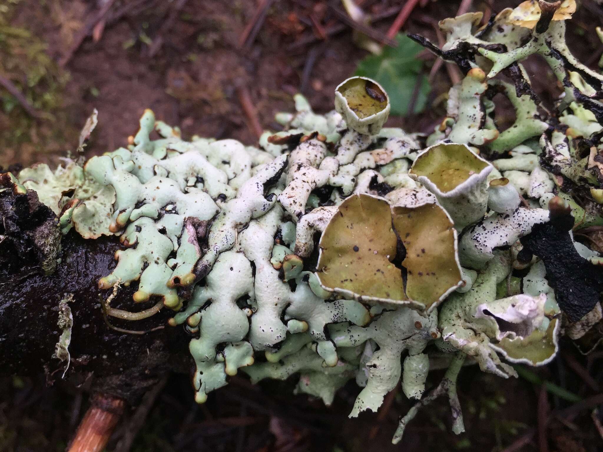 Image of tube lichen