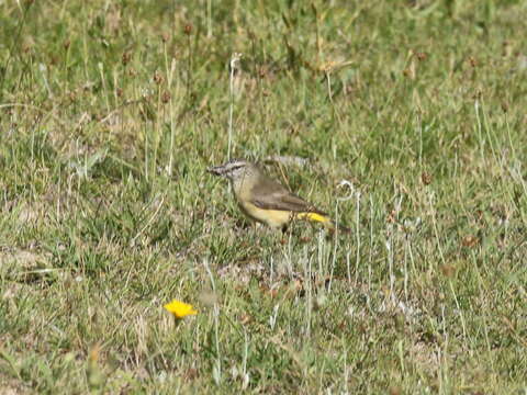 Image of Yellow-rumped Thornbill