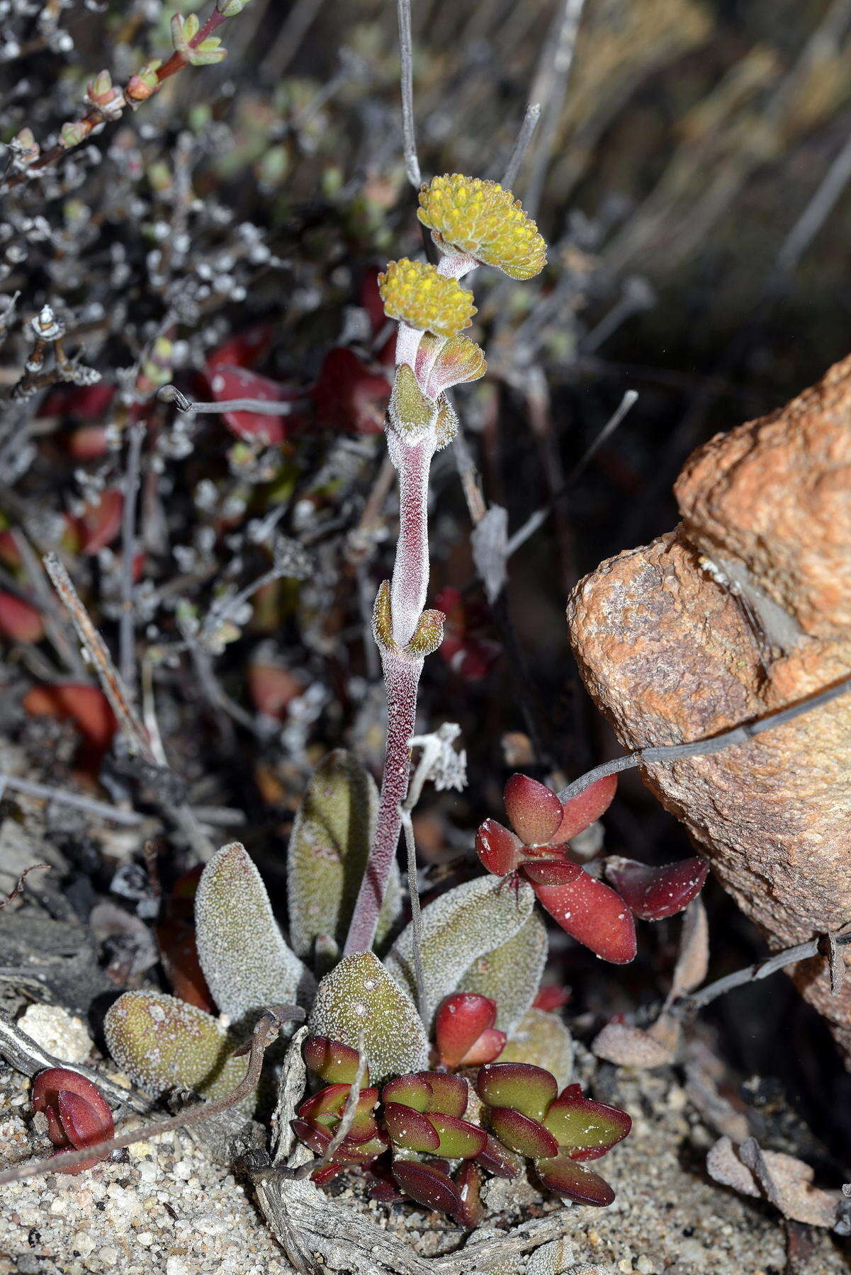 Crassula namaquensis subsp. lutea (Schönl.) Tölken resmi