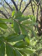 Image of Ozoroa sphaerocarpa R. & A. Fernandes