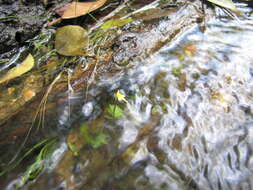 Image de Utricularia pusilla Vahl