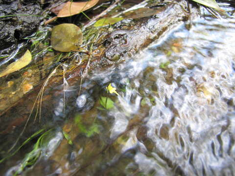 Image de Utricularia pusilla Vahl