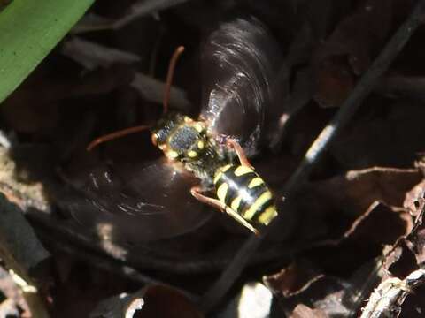 Image of Nomada fulvicornis Fabricius 1793