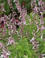 Image de Ocimum labiatum (N. E. Br.) A. J. Paton