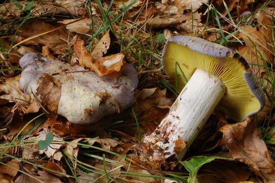 Image of Lyophyllum favrei (R. Haller Aar. & R. Haller Suhr) R. Haller Aar. & R. Haller Suhr 1950