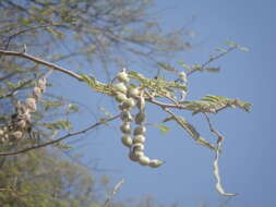 Plancia ëd Vachellia nilotica subsp. tomentosa (Benth.) Kyal. & Boatwr.