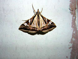 Agrioglypta excelsalis Walker (1866) resmi