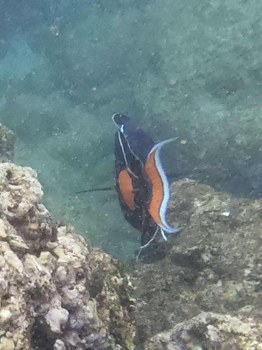 Image of Achilles Tang