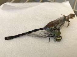 Image of Giant Darner