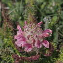 Image of Pedicularis friderici-augusti Tommasini