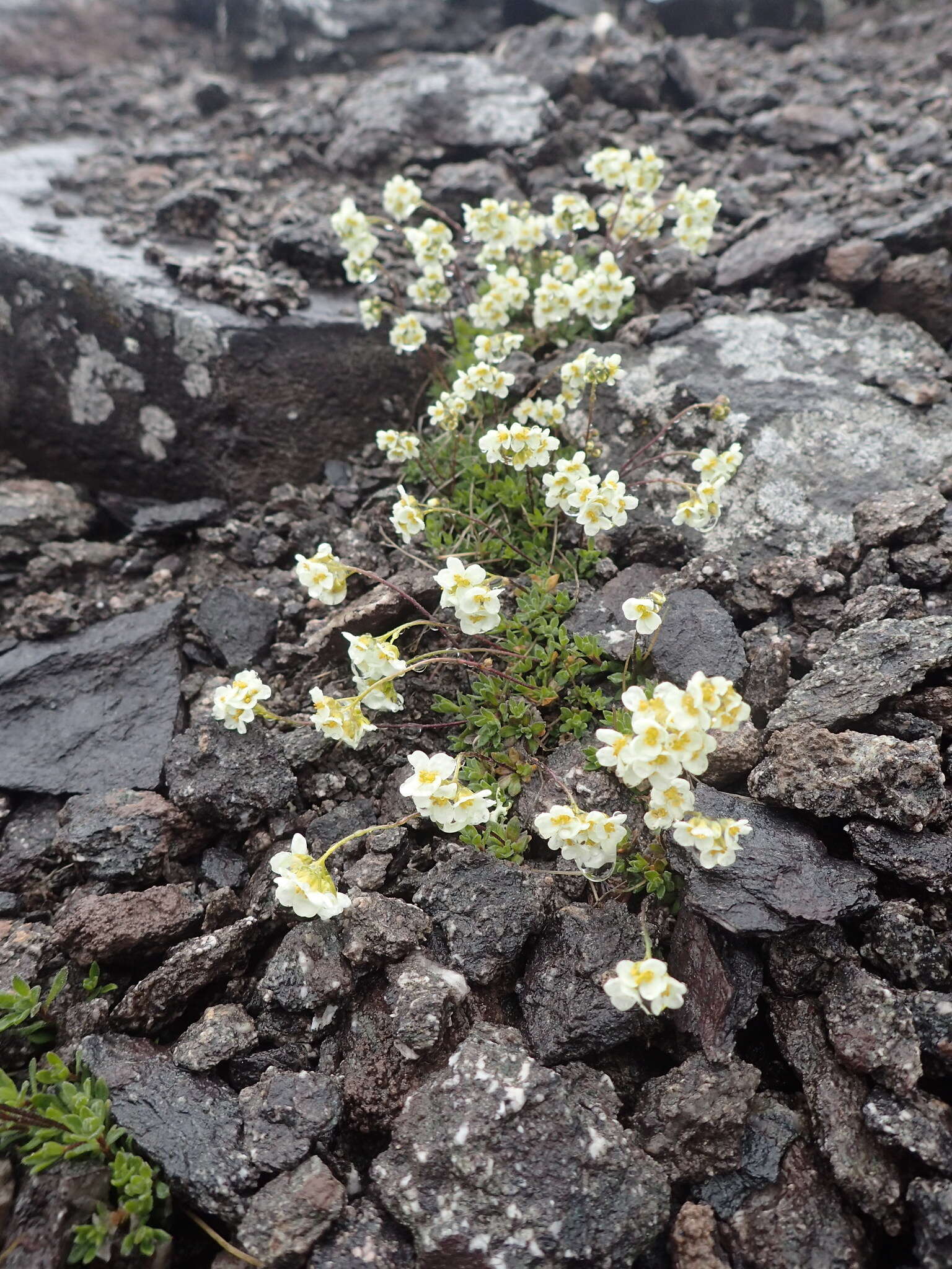 Image of Palander's draba