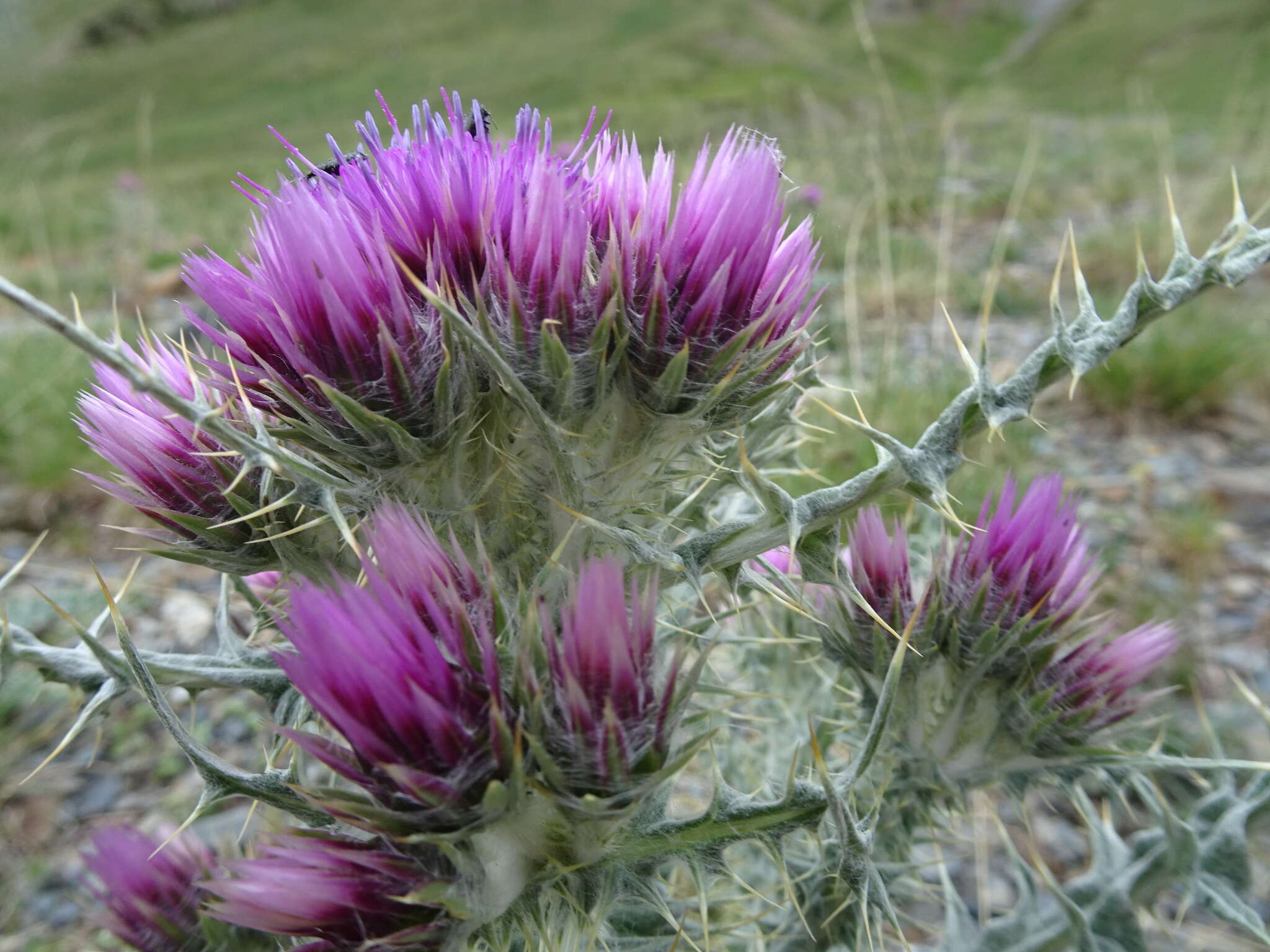 Слика од Carduus carlinoides Gouan