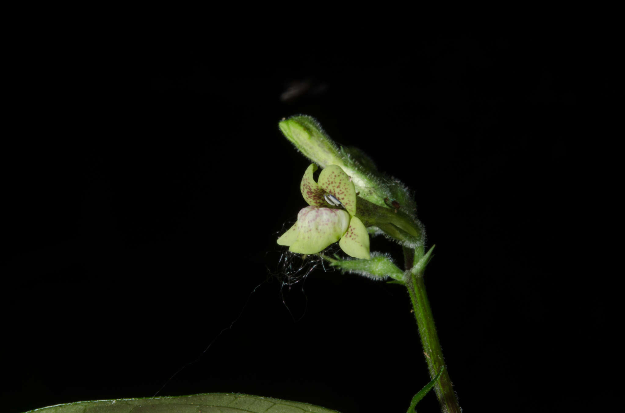 Image of Asystasia leptostachya Lindau