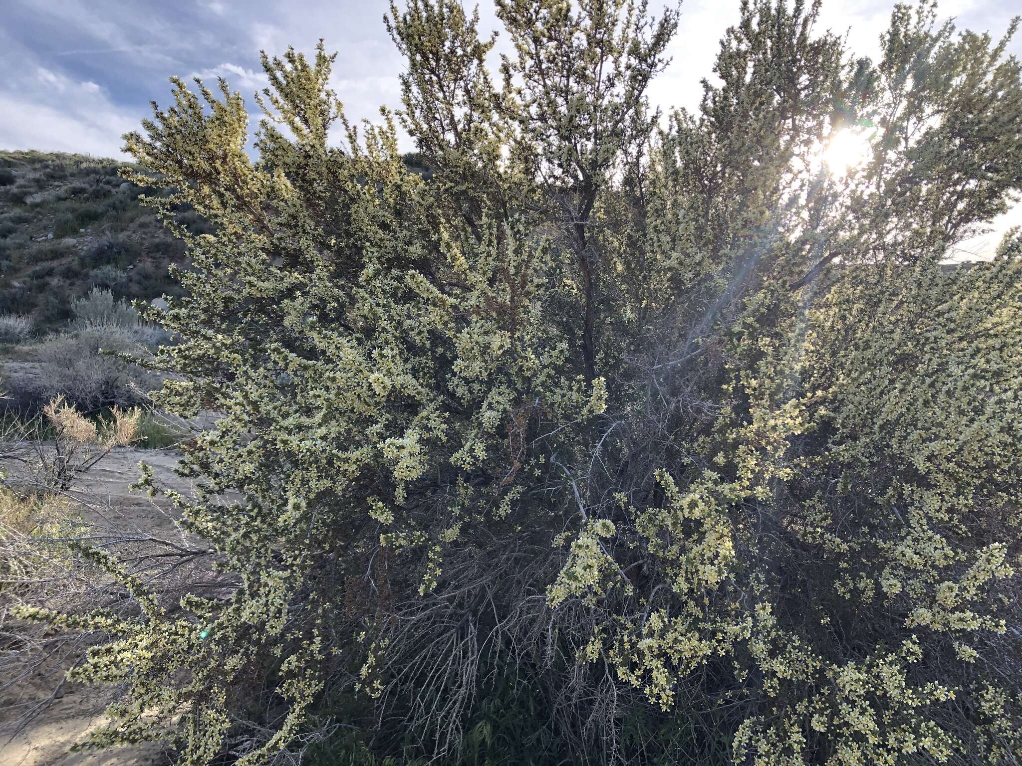 Image of desert bitterbrush