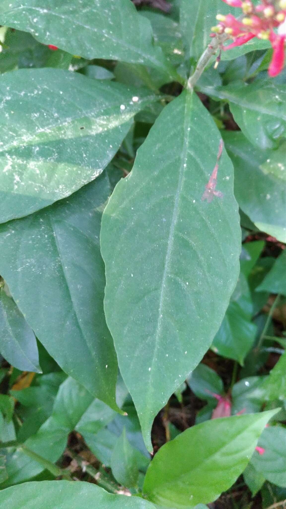 Image of Cardinal's guard flower