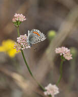 Euphilotes enoptes bayensis (Langston 1964)的圖片