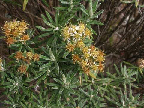 Image of Diplostephium rosmarinifolium (Benth.) Wedd.