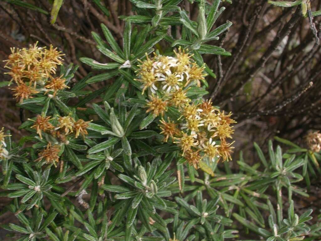 Image of Diplostephium rosmarinifolium (Benth.) Wedd.