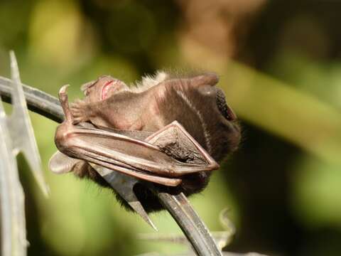 Imagem de Platyrrhinus dorsalis (Thomas 1900)