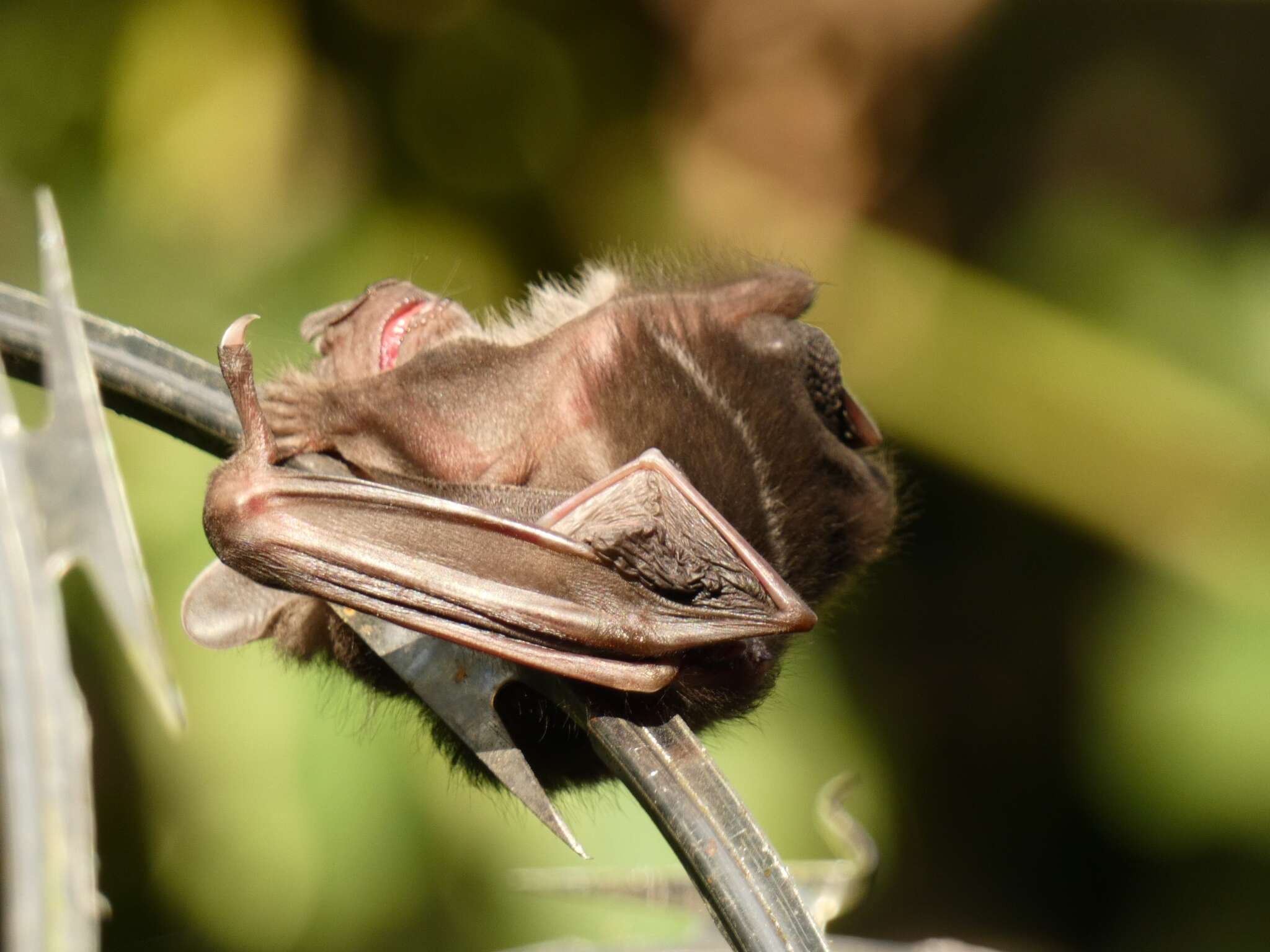 Image of Thomas's broad-nosed bat