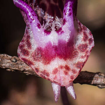 Image of fairy slipper