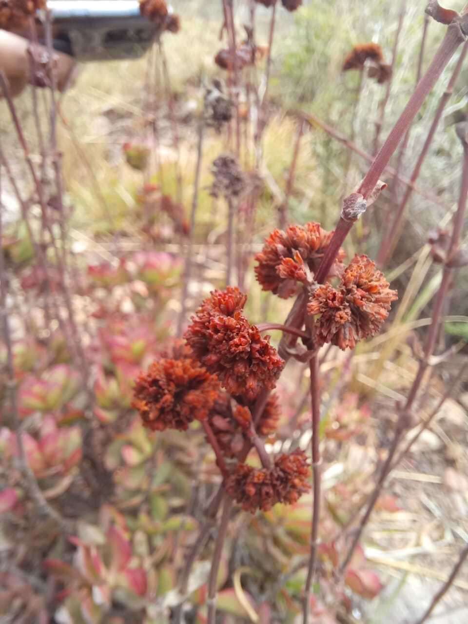 Image of Crassula latibracteata Tölken