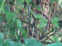 Image of White-throated Spadebill