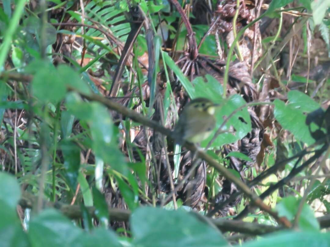 Image of White-throated Spadebill