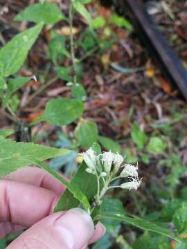 Austroeupatorium inulifolium (Kunth) R. King & H. Rob.的圖片