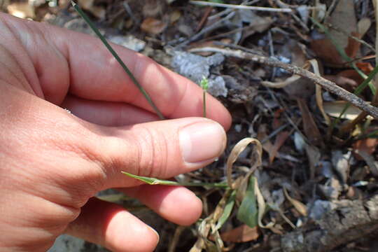 Image of Ornithogalum anguinum F. M. Leight. ex Oberm.