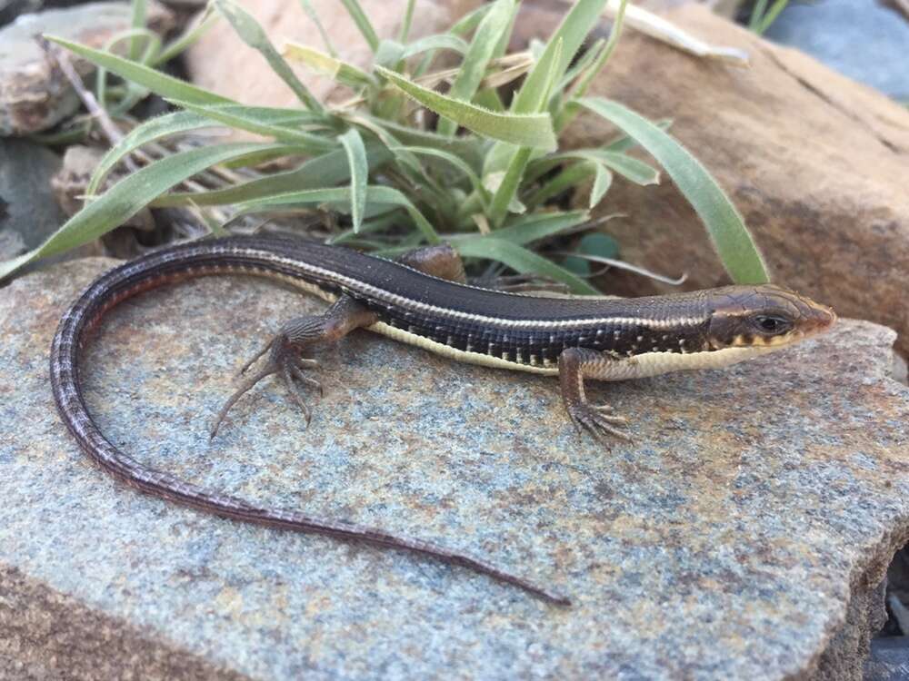 Image of Karoo Plated Lizard