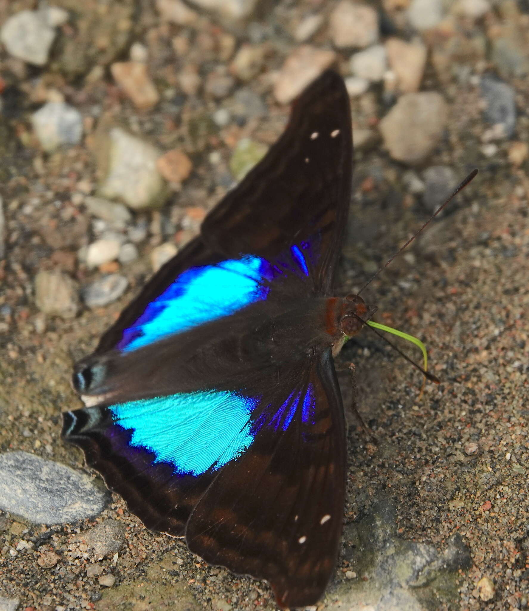 Image of Doxocopa cyane mexicana Bryk 1953