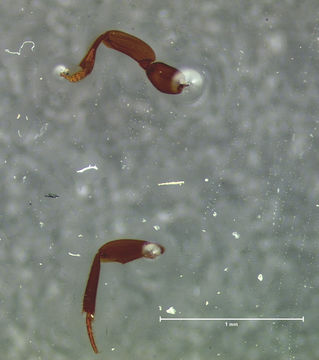 Image of <i>Colon putum</i> Horn 1880