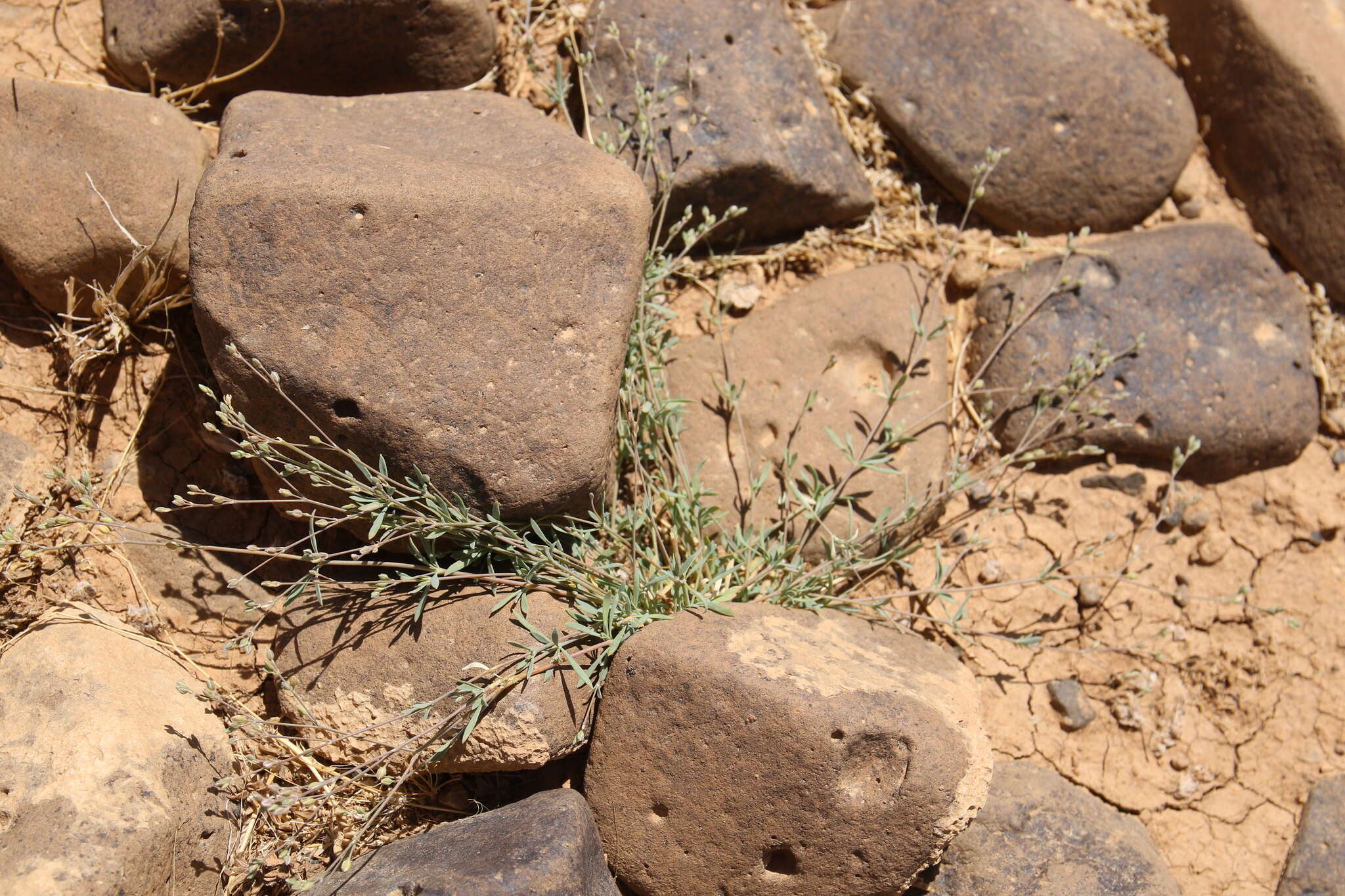 Image of Polycarpaea robbairea subsp. robbairea