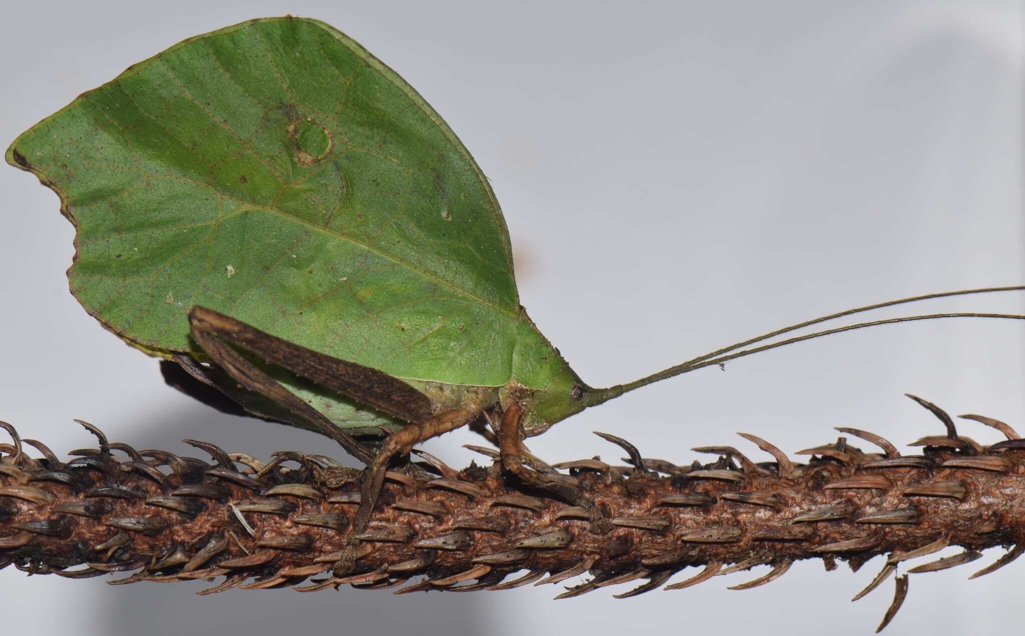 Typophyllum mortuifolium Walker & F. 1870 resmi