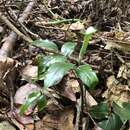 Imagem de Arisaema grapsospadix Hayata