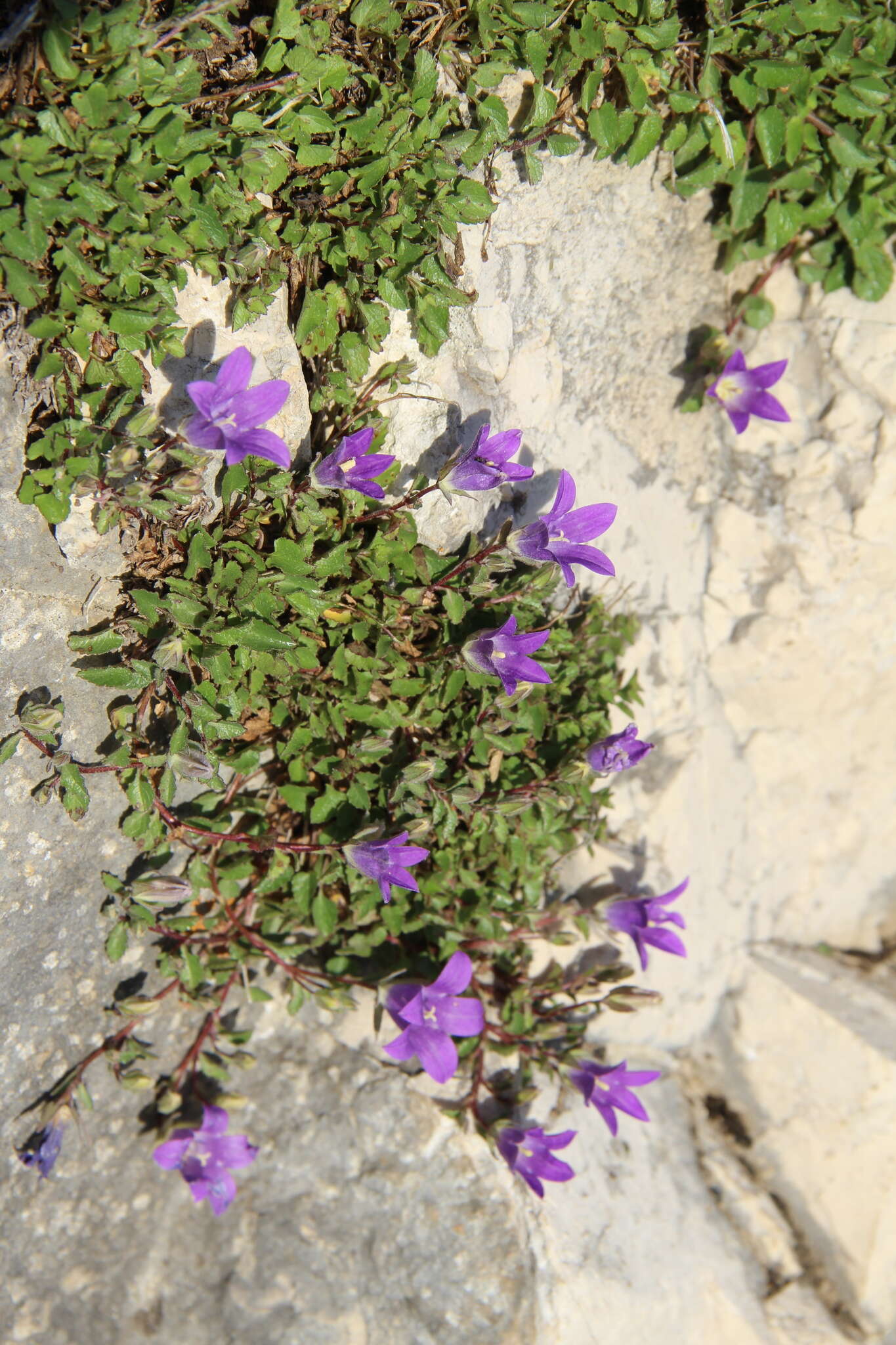 Imagem de Campanula andina Rupr.