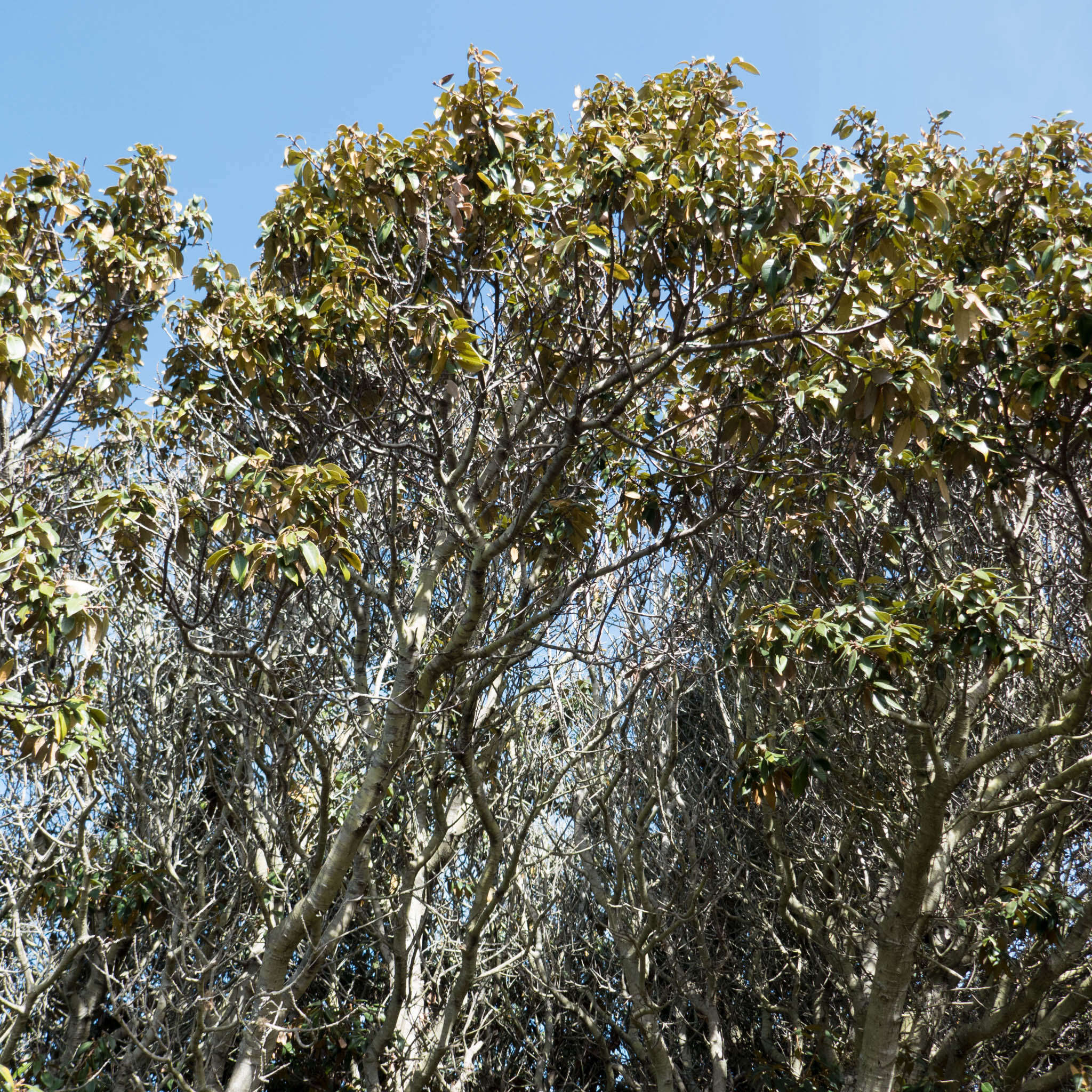 Imagem de Chrysolepis chrysophylla var. chrysophylla