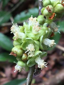 Image of Doliocarpus lancifolius Kubitzki