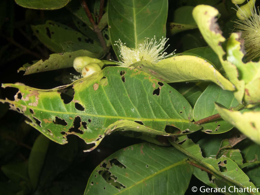 Image of watery roseapple