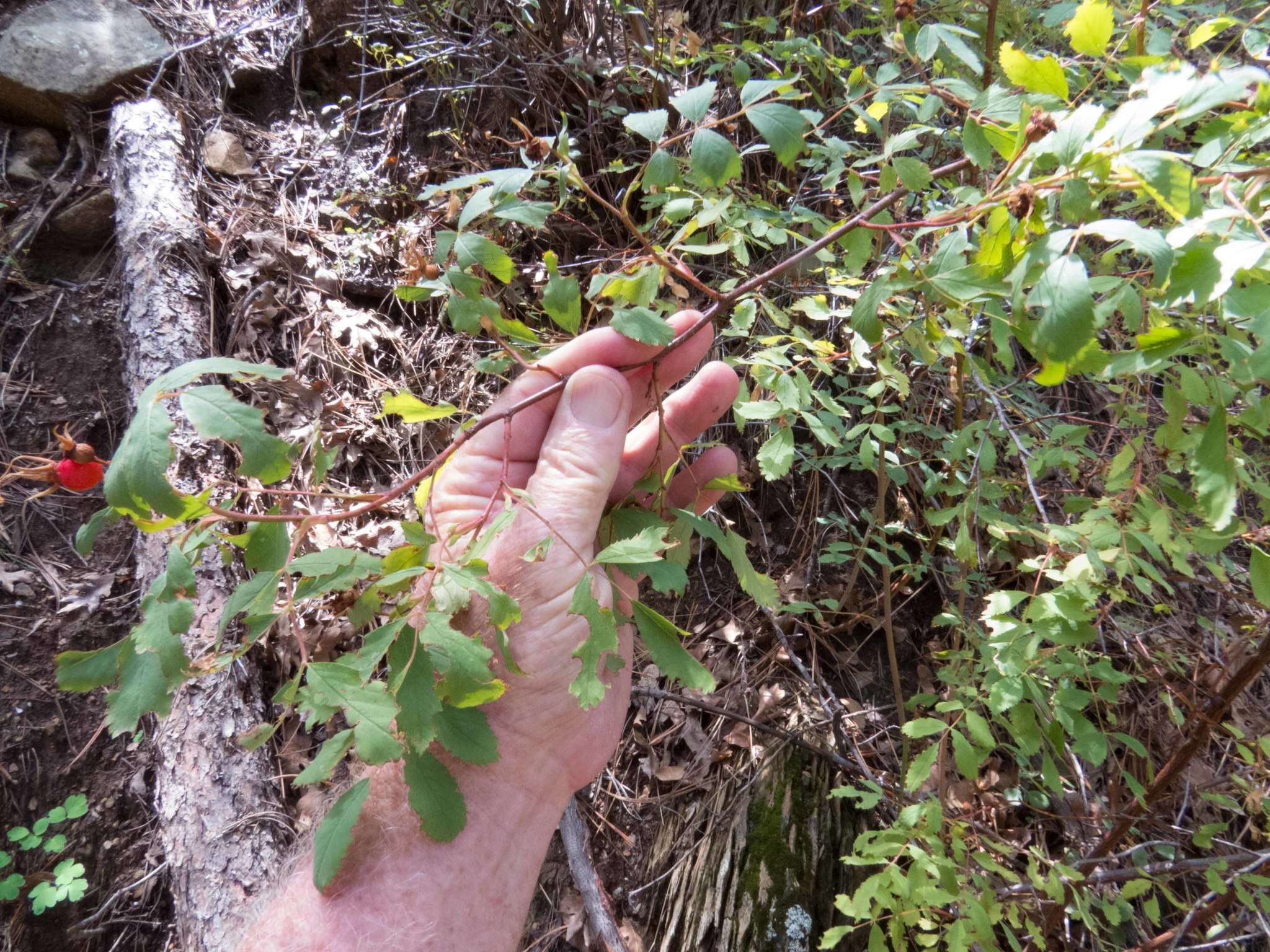 Sivun Rosa woodsii var. arizonica (Rydb.) W. H. Lewis kuva