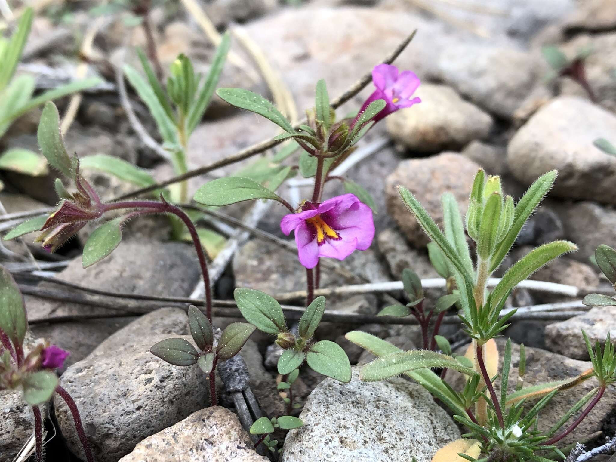 Image of Torrey's monkeyflower