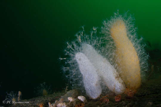 Image of Dead man’s fingers