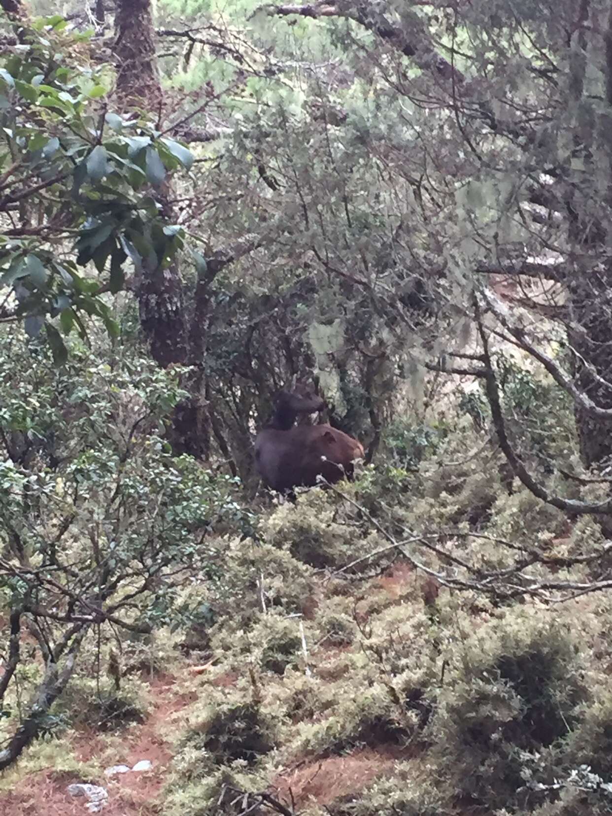 Image of Formosan sambar deer