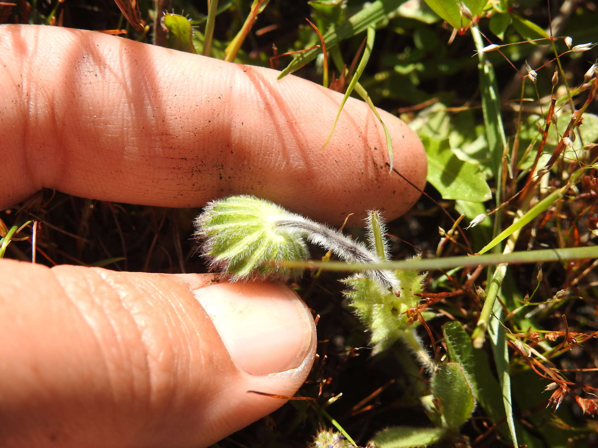 Imagem de Trifolium barbigerum Torr.