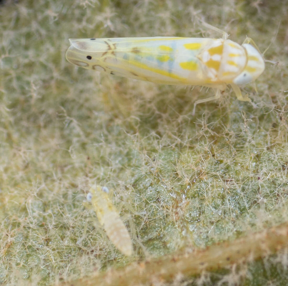 Image of Alconeura (Alconeura) quadrimaculata Lawson 1930